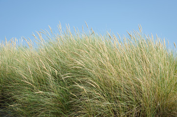 Golden dune beach grasses against the blue sky