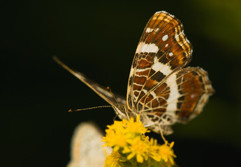 butterfly Araschnia levana