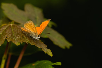 butterfly Lycaena virgaureae