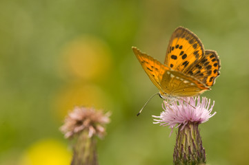 butterfly Lycaena virgaureae