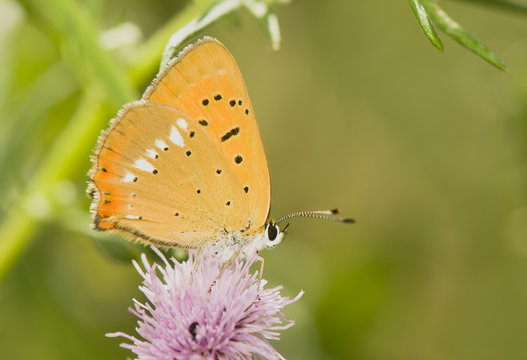 butterfly Lycaena virgaureae