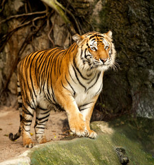 Fototapeta na wymiar Big tiger