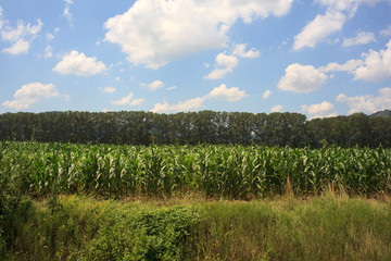 Corn plants