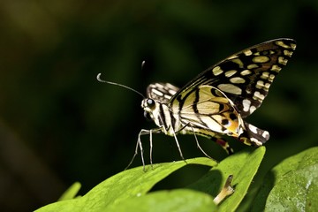 butterfly