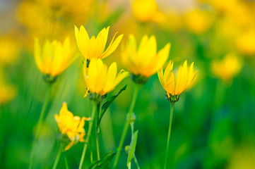 Yellow Flower