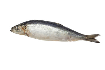 salted herring on white background