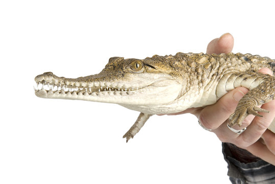 Holding a baby Fresh Water Crocodile on white background