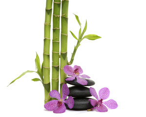 Thin bamboo grove and orchid with stacked stones