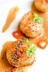 Scallop
