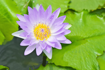 Purple lotus blossom or water lily flower
