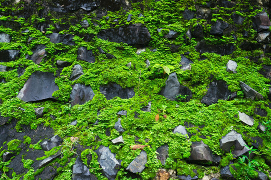 Green moss on the stone