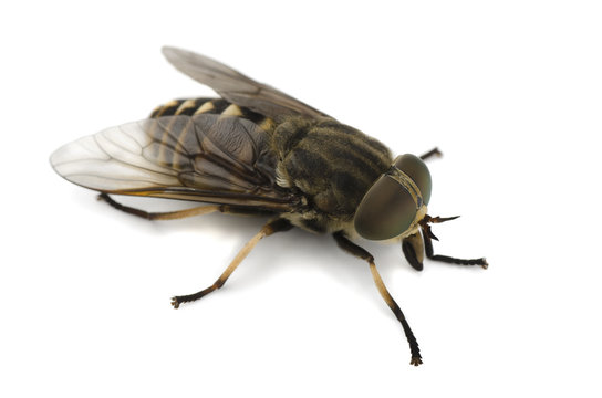 Horsefly