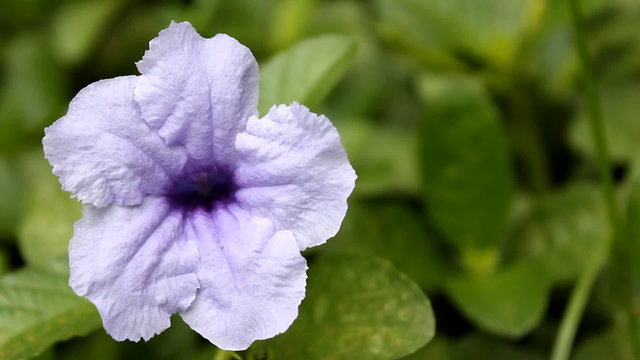 Purple Ruellia Tuberosa Flower