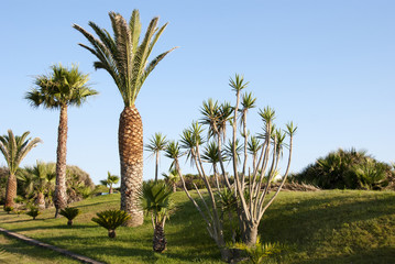 Tropical palm garden