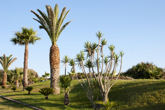 Tropical palm garden