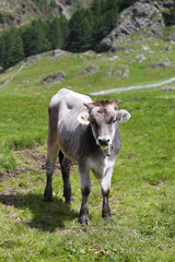 Jungrinder auf Südtiroler Almen