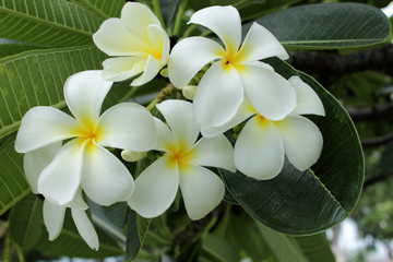 Fototapeta premium A Plumeria flowers