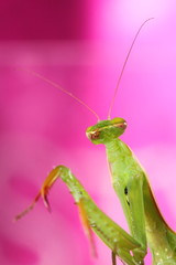 mantis
