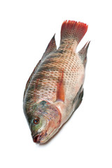 Snapper Fish