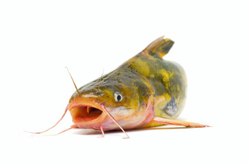Catfish