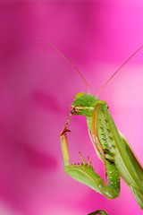 mantis