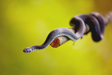 Grass snake (Natrix natrix)