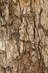 bark