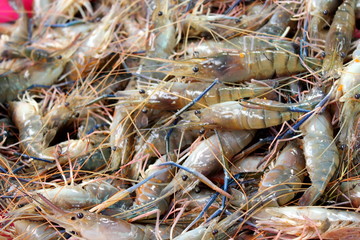 Prawn
