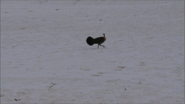 Truthahn am Strand