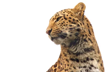 Deurstickers Geïsoleerde Chinese luipaard die uitkijkt naar zijn prooi © chbaum