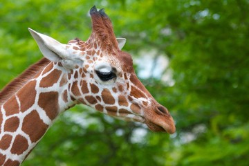 Cute giraffe walking past trees with its ears standing up