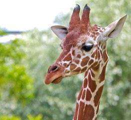 Cute giraffe standing between trees
