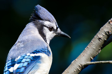 Close Up of a Blue Jay