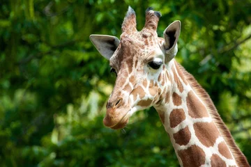 Photo sur Plexiglas Girafe Cute giraffe walking past trees looking in the camera