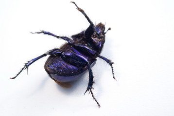close-up photo of big female stag-beetle