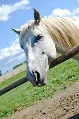 white horse in summer