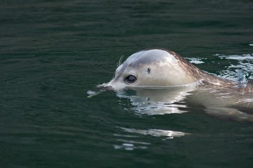 Cute seal pup swimming with big curious eyes
