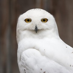 Snowy owl sitting quietly looking out for prey