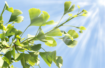 Ginkgo mit Sonnenstrahlen, Himmel, copy space, 