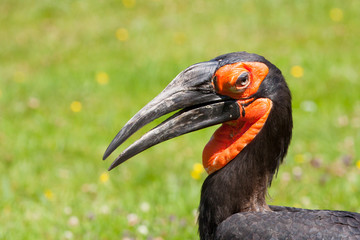 Southern Ground hornbill (Bucorvus leadbeateri)