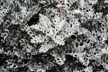 PFLANZEN_0315_Greiskraut_weissfilzig