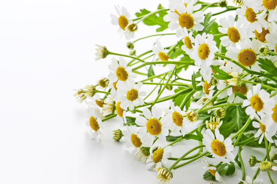 chamomile flower
