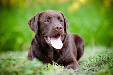 chocolate labrador retriever puppy smiling