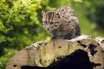 Asian fishing cat