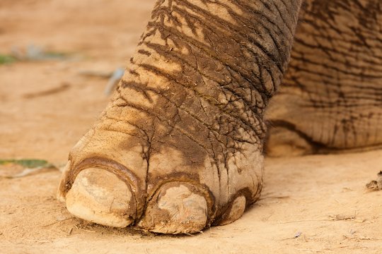 Elephant Foot