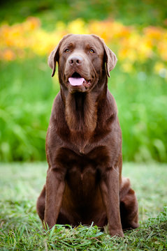 Chocolate Labrador Retriever Dog