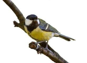 Naklejka premium Tit