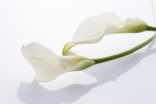 Fototapeta calla