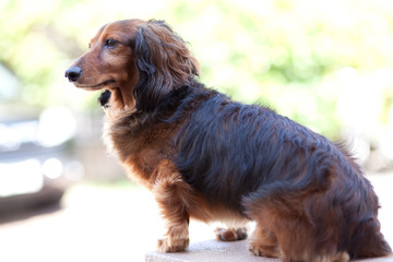 ミニチュアダックスフント