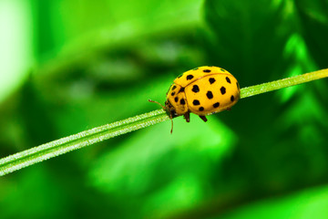 ladybug of yellow color on a grass